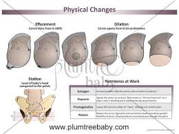 Pin On Pregnancy Labor Delivery Postpartum