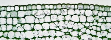 Contains a liquid called cell sap, which keeps the cell firm (plant cells only) cell wall. Breaking The Wall How To Make Protoplasts