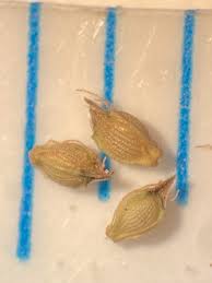 Image result for Eleocharis retroflexa