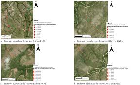 Image result for Dissotis ruandensis