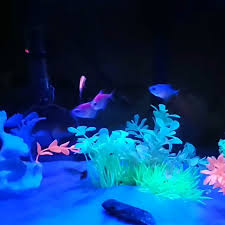 Best Light For Glofish The Pet Supply Guy Video Video Glofish Glow Fish Glofish Aquarium