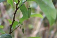 Annona (from taíno annon) is a genus of flowering plants in the pawpaw/sugar apple family, annonaceae. Seltene Fruchte Annona Diversifolia Maya Rahmapfel Llama 3 Frische Samen Ebay