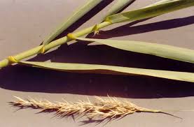 Image result for Arundo donax