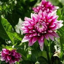 زهرة الداليا زهور داليا in 2021 plants flowers