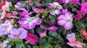 Visitors can take a sip of their best wines while touring the magical grand canyons and partaking in the various outdoor. Produce Junction Flowers Overview Prices 422 Deals