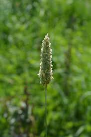 Image result for Phalaris