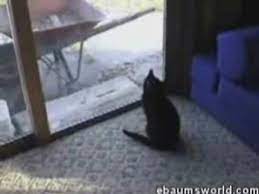 Mad Guy Screaming At His Cats Video Dailymotion