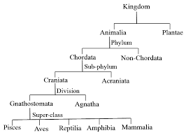 education for fish distinguishing characteristics of each level