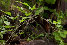 Image result for Neorautanenia mitis