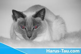 Dimana pada masa itu sedang maraknya percobaan akan. Misteri Di Balik Kucing Siam Mata Merah Harus Tau Situs Informasi Terlengkap