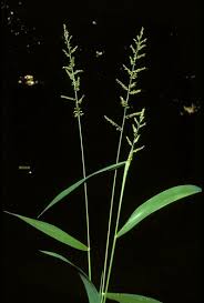 Image result for Setaria longiseta