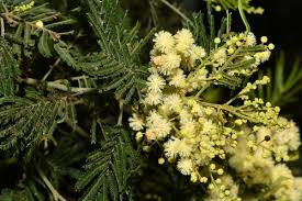 Image result for Acacia mearnsii