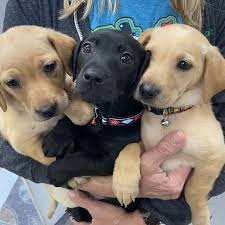 Donate to NOLA Girl Charitable Giving