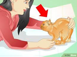 Despite their reputation as being aloof. How To Prevent A Cat From Spraying 12 Steps With Pictures