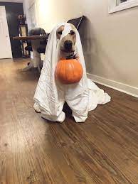 Dog Ghost Costume Dog Halloween Dog Ghost Costume Dog Halloween Costumes