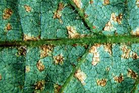 Image result for Teramnus repens