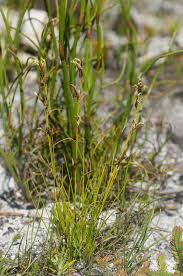 Image result for Tetraria