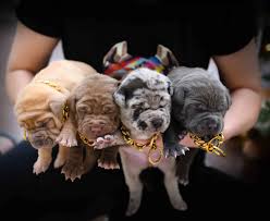 Check spelling or type a new query. Xxl Pitbull Puppies Price Off 65 Www Usushimd Com