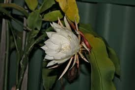 Information about moon cactus (gymnocalycium mihanovichii) care and grafting. Our Once A Year Flowering Cactus The Moon Flower Moon Flower Succulents Flowers