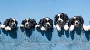 (cnn) the 17th puppy bowl. 25 Facts About Puppies Mental Floss