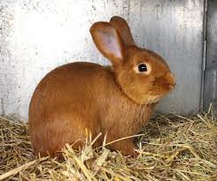 sachsengold sempach 3 hamsters as pets animals and pets cute baby animals