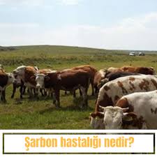 Sarbon Hastaligi Nedir Nasil Bulasir Hayvan Saglik Saglikli Yasam