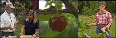 We did not find results for: Best Videos About Fruit Tree Problems