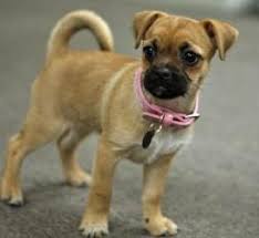 Adopt Tigger On Petfinder Chihuahua Pug Mix Pug Mix Chug Puppies