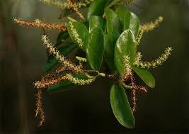 Image result for Antidesma venosum