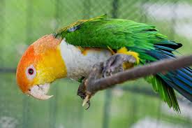 They are rare and beautiful colored birds. White Bellied Caique Care Diet More Pionites Leucogaster Psittacology