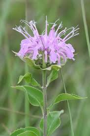 Click here for a list of poisonous species please note: Wild Edible Plants Of British Columbia Wild Edibles Edible Wild Plants Wild Plants