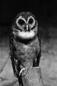 Creepy Bird With Big Eyes Ok That S Creepy A Zombie Owl Gotcha Stephanie P Owl Owl Images Owl Photography