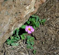 Image result for Oxalis obliquifolia
