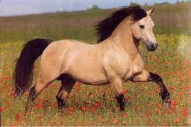 From wikipedia, the free encyclopedia. Buckskin Horse Desktop Nexus Wallpapers Horses Buckskin Horse Horse Wallpaper