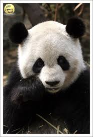 Oysa Pandalarin Tek Dusmani Insanlardir Hayvanlar Arasinda Dusmanlari Yoktur Ve Guclu Dislerinin Ve Cenelerinin Nedeni Ise Bambu Sapl Pandalar Panda Hayvanlar