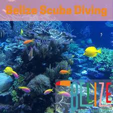 Scuba Diving Snorkeling Belize Happy Adventures