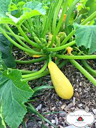 My daughter has 3 yellow squash plants that she planted from seedlings and 1 that came up in her compost heap. How To Grow Summer Squash For Your Best Harvest Ever