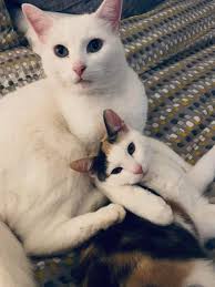 anu one seen my cat Holly speyed and chipped