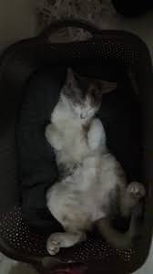 patileri kirmis uyuyor kedimiz pati in 2021 cat paws false facts pati