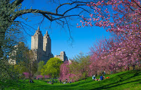 Find the perfect trees in central park stock illustrations from getty images. Wallpaper Trees Branches The City Spring New York Usa Flowering Skyscrapers Cherry Central Park Images For Desktop Section Gorod Download