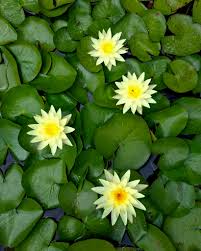 Image result for Nymphaea cf. mexicana