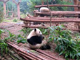 If you like go, diego, go!: Giant Panda Facts Features Habit Diet Reproduction Lifespan