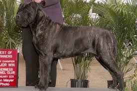 Bullmastiff Breed Information Bullmastiff Images