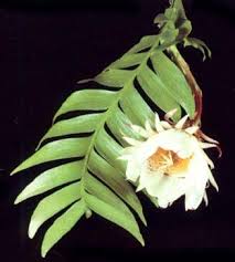 We don't know when or if this item will be back in stock. Selenicereus Chrysocardium