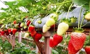 Maybe you would like to learn more about one of these? Tips Cara Menanam Buah Strawberry Di Polybag Di Halaman Tukang Taman Jogja Jasa Taman Di Jogja