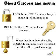 Q what is the pancreas? Facebook