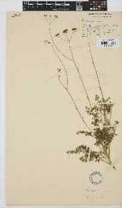 Image result for Hermbstaedtia linearis