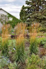 Image result for Sorghastrum