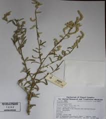 Image result for Aerva javanica