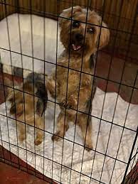How much does it cost to adopt a dog in rockwall tx? Garland Tx Yorkie Yorkshire Terrier Meet Angel Oogie A Pet For Adoption